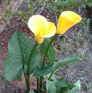 Meet your Posher, Lillian